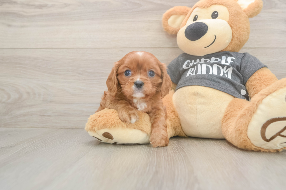Meet Thomas - our Cavalier King Charles Spaniel Puppy Photo  1/3 - Simply Southern Pups Best Cavalier King Charles Spaniel Baby