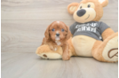 Meet Thomas - our Cavalier King Charles Spaniel Puppy Photo  1/3 - Simply Southern Pups Best Cavalier King Charles Spaniel Baby