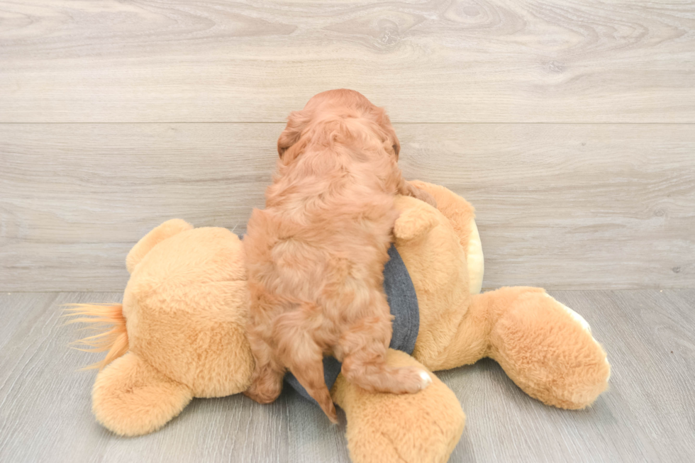 Meet Thomas - our Cavalier King Charles Spaniel Puppy Photo  3/3 - Simply Southern Pups Smart Cavalier Purebred Puppy