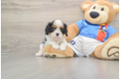 Cavalier King Charles Spaniel Pup Being Cute