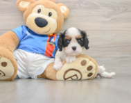 5 week old Cavalier King Charles Spaniel Puppy For Sale - Simply Southern Pups