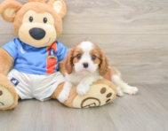 5 week old Cavalier King Charles Spaniel Puppy For Sale - Simply Southern Pups