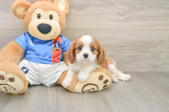 Cavalier King Charles Spaniel Pup Being Cute