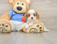 5 week old Cavalier King Charles Spaniel Puppy For Sale - Simply Southern Pups