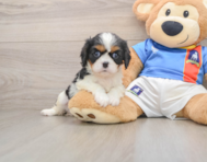 5 week old Cavalier King Charles Spaniel Puppy For Sale - Simply Southern Pups