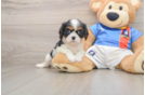 Best Cavalier King Charles Spaniel Baby