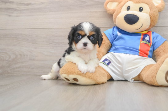 Best Cavalier King Charles Spaniel Baby