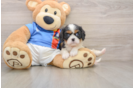 Smart Cavalier Purebred Puppy