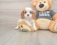 7 week old Cavalier King Charles Spaniel Puppy For Sale - Simply Southern Pups