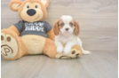 Petite Cavalier Purebred Puppy