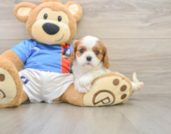 5 week old Cavalier King Charles Spaniel Puppy For Sale - Simply Southern Pups