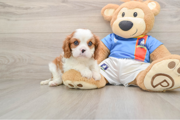 Cavalier King Charles Spaniel Puppy for Adoption
