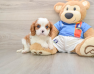 5 week old Cavalier King Charles Spaniel Puppy For Sale - Simply Southern Pups