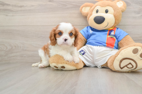 Cavalier King Charles Spaniel Puppy for Adoption