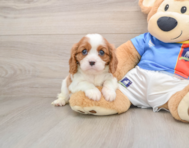 5 week old Cavalier King Charles Spaniel Puppy For Sale - Simply Southern Pups