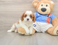 5 week old Cavalier King Charles Spaniel Puppy For Sale - Simply Southern Pups