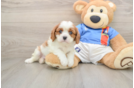 Best Cavalier King Charles Spaniel Baby