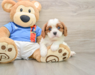 5 week old Cavalier King Charles Spaniel Puppy For Sale - Simply Southern Pups