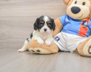 5 week old Cavalier King Charles Spaniel Puppy For Sale - Simply Southern Pups