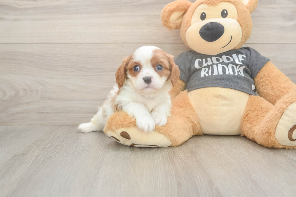 Meet Titus - our Cavalier King Charles Spaniel Puppy Photo  2/3 - Simply Southern Pups Cavalier King Charles Spaniel Pup Being Cute