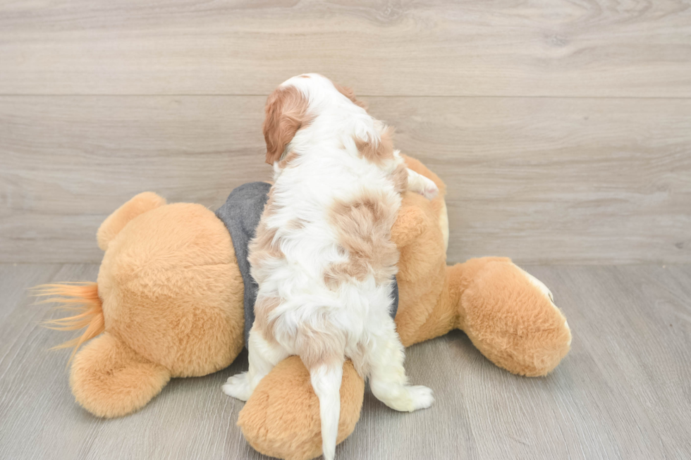 Meet Titus - our Cavalier King Charles Spaniel Puppy Photo  3/3 - Simply Southern Pups Small Cavalier King Charles Spaniel Purebred Pup