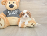 5 week old Cavalier King Charles Spaniel Puppy For Sale - Simply Southern Pups