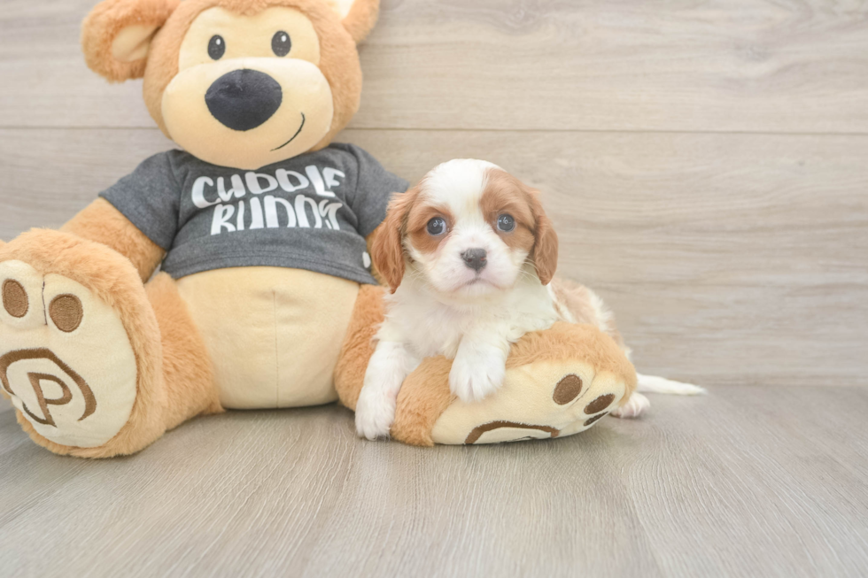 Meet Titus - our Cavalier King Charles Spaniel Puppy Photo  1/3 - Simply Southern Pups Cavalier King Charles Spaniel Pup Being Cute