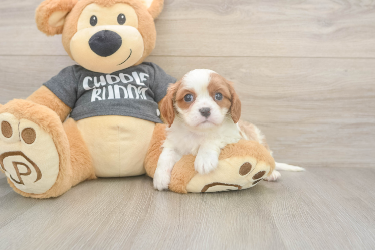 Meet Titus - our Cavalier King Charles Spaniel Puppy Photo  1/3 - Simply Southern Pups Cavalier King Charles Spaniel Pup Being Cute