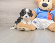 5 week old Cavalier King Charles Spaniel Puppy For Sale - Simply Southern Pups