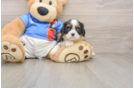 Cavalier King Charles Spaniel Puppy for Adoption