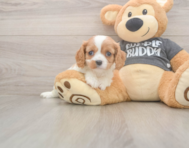 7 week old Cavalier King Charles Spaniel Puppy For Sale - Simply Southern Pups