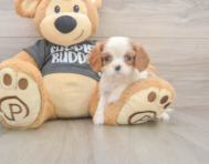 7 week old Cavalier King Charles Spaniel Puppy For Sale - Simply Southern Pups
