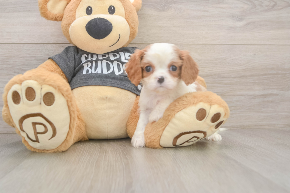 7 week old Cavalier King Charles Spaniel Puppy For Sale - Simply Southern Pups