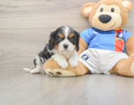 5 week old Cavalier King Charles Spaniel Puppy For Sale - Simply Southern Pups