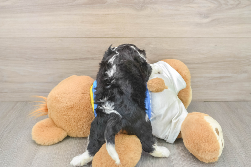 Cavalier King Charles Spaniel Pup Being Cute