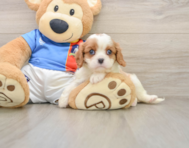 5 week old Cavalier King Charles Spaniel Puppy For Sale - Simply Southern Pups