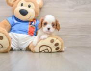 5 week old Cavalier King Charles Spaniel Puppy For Sale - Simply Southern Pups