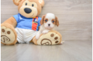 Cavalier King Charles Spaniel Pup Being Cute
