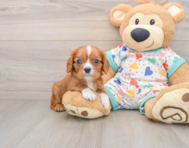 6 week old Cavalier King Charles Spaniel Puppy For Sale - Simply Southern Pups