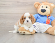7 week old Cavalier King Charles Spaniel Puppy For Sale - Simply Southern Pups