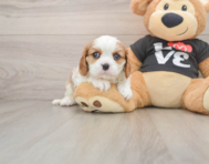 5 week old Cavalier King Charles Spaniel Puppy For Sale - Simply Southern Pups