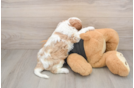 Cavalier King Charles Spaniel Puppy for Adoption