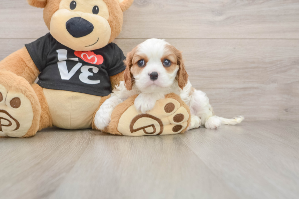 Best Cavalier King Charles Spaniel Baby
