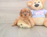 5 week old Cavalier King Charles Spaniel Puppy For Sale - Simply Southern Pups