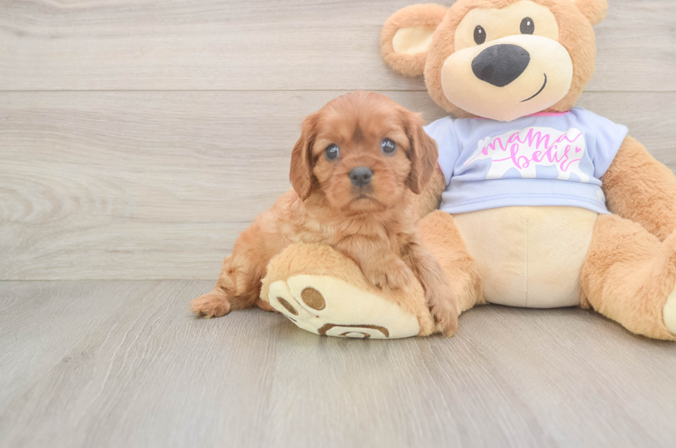 6 week old Cavalier King Charles Spaniel Puppy For Sale - Simply Southern Pups