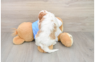 Little Cavalier King Charles Spaniel Purebred Pup