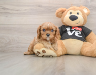 9 week old Cavalier King Charles Spaniel Puppy For Sale - Simply Southern Pups