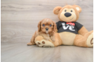 Cavalier King Charles Spaniel Pup Being Cute