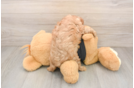 Playful Cavalier King Charles Spaniel Baby