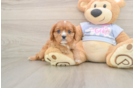 Little Cavalier King Charles Spaniel Baby